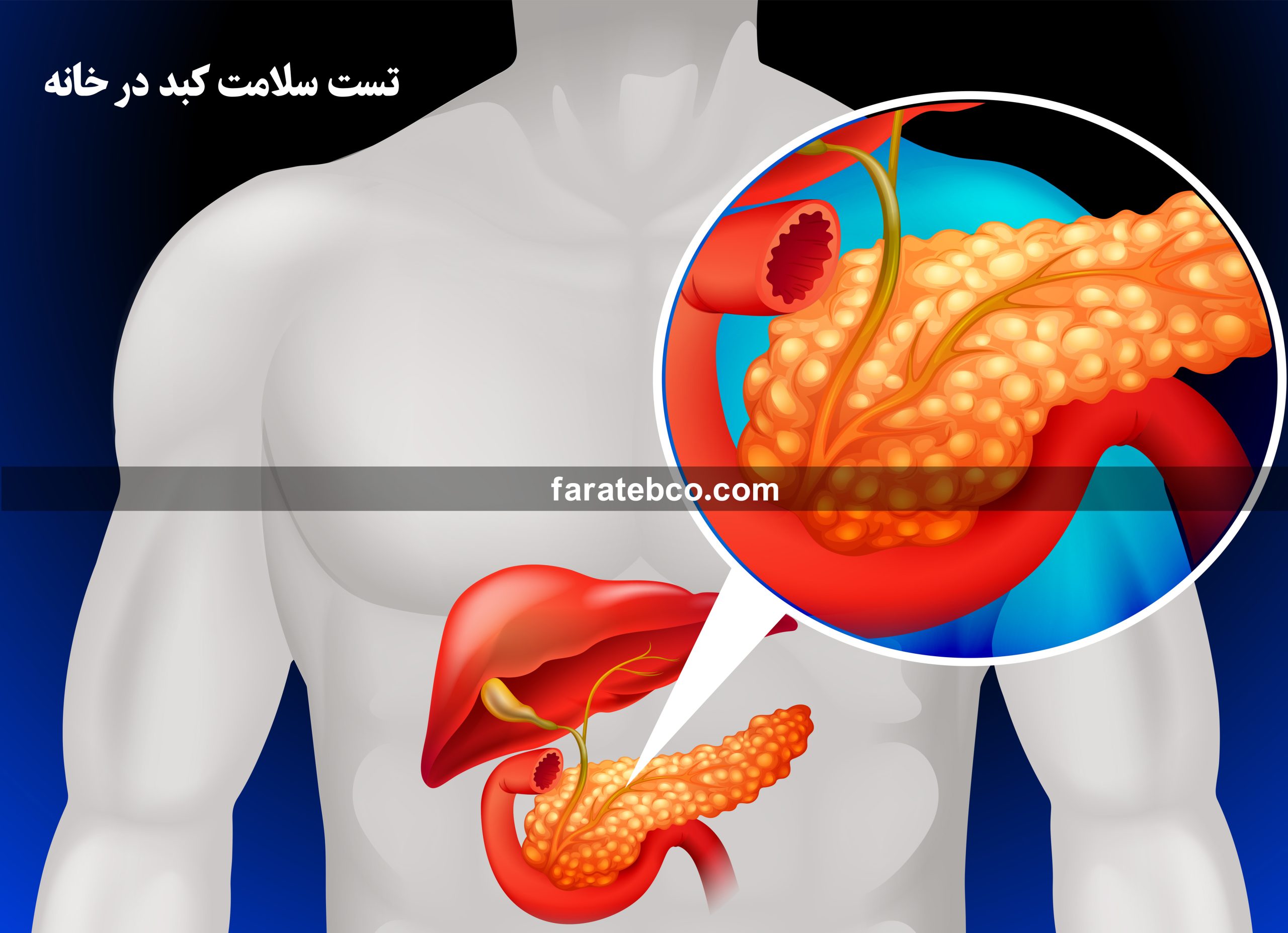 تست سلامت کبد در خانه