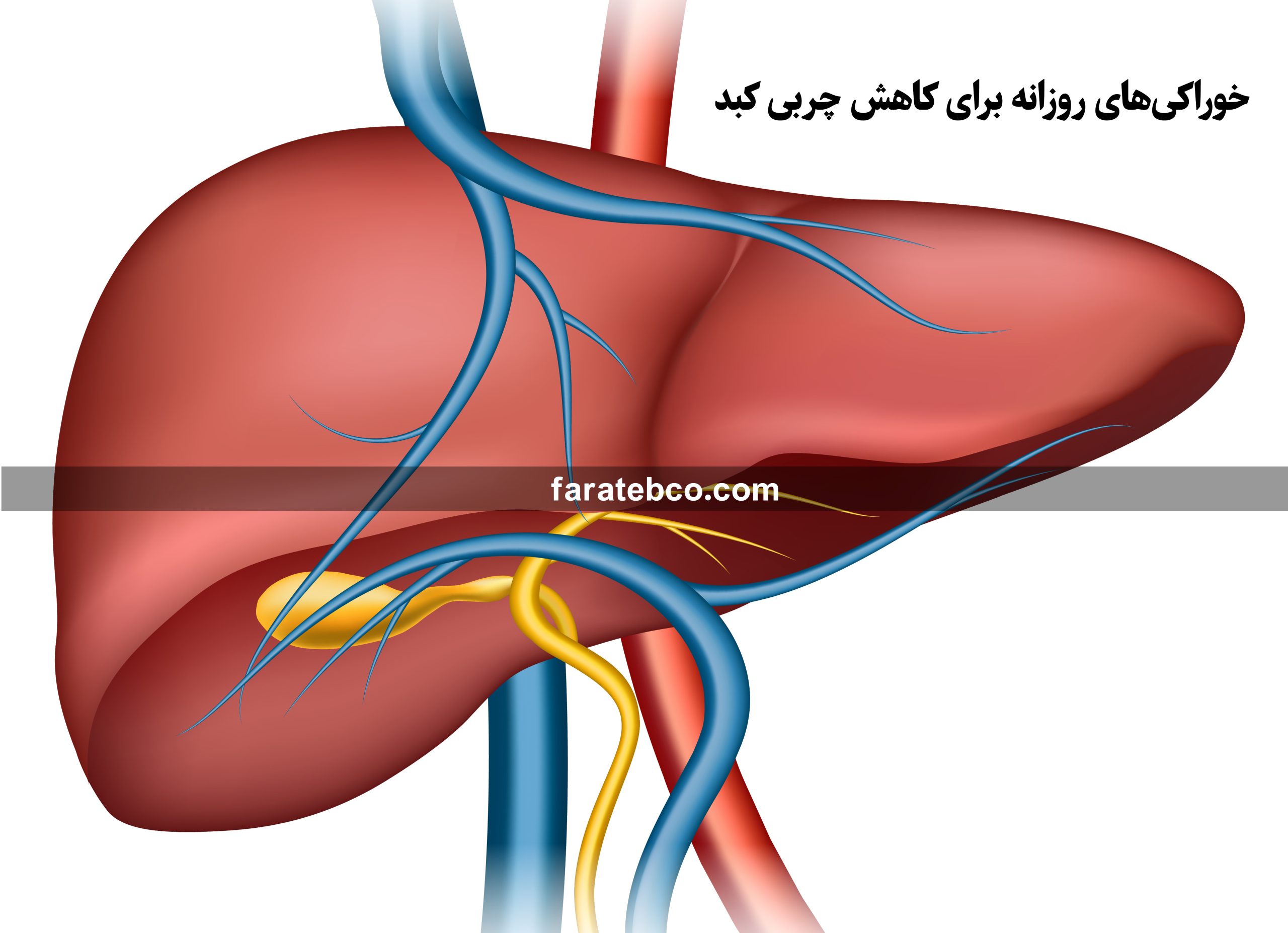 خوراکی‌های روزانه برای کاهش چربی کبد